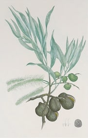 Rare Banks' Florilegium Plate 280 Printer's Proof GREVILLEA GLAUCA (PROTEACEAE)