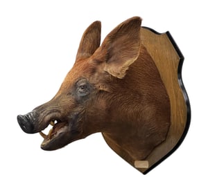 Large Taxidermy Wild Boar Head Trophy