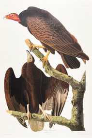 Audubon PLATE 151: TURKEY BUZZARD, From Birds of America, DEF