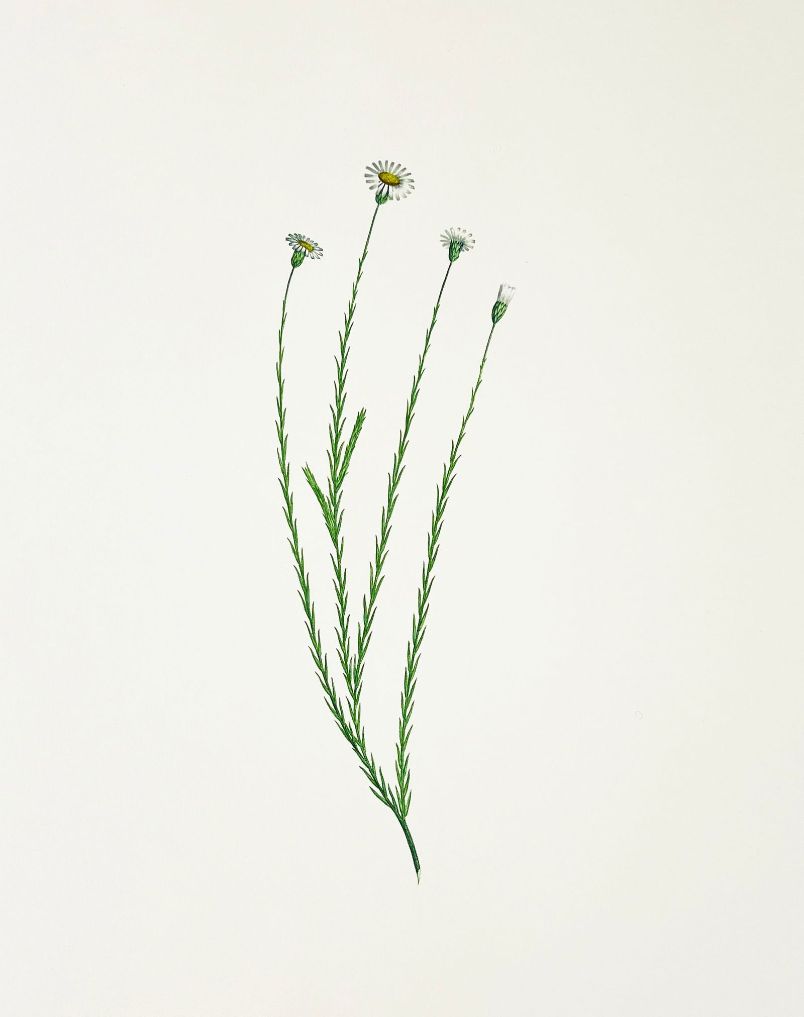 Rare Banks' Florilegium Printer's Proof Plate 158 VITTADINIA MACRORHIZA (COMPOSITAE): Rare Original Joseph Banks' Florilegium PRINTER'S PROOF Engraving - Plate 158 VITTADINIA MACRORHIZA (COMPOSITAE). Printer's Proof No. 2 of 3 (Only 3 Made). Printed by Malcolm Humble. Published: London