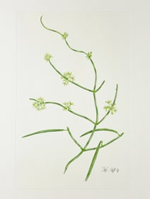 Rare Banks' Florilegium Printer's Proof Plate 209 SARCOSTEMMA AUSTRALE (ASCLEPIADACEAE)