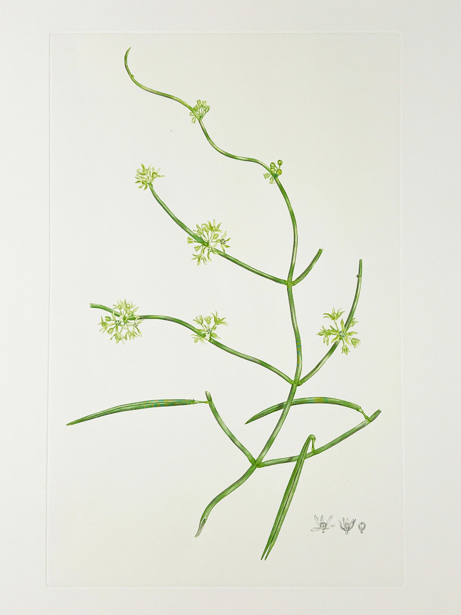 Rare Banks' Florilegium Printer's Proof Plate 209 SARCOSTEMMA AUSTRALE (ASCLEPIADACEAE): Rare Original Joseph Banks' Florilegium PRINTER'S PROOF Engraving - Plate 209 SARCOSTEMMA AUSTRALE (ASCLEPIADACEAE). Printer's Proof No. 2 of 3 (Only 3 Made). Printed by Malcolm Humble. Published: Lon