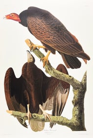 Audubon PLATE 151: TURKEY BUZZARD, From Birds of America, DEF