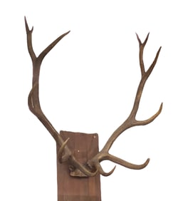 Large Elk Antler Rack Wall Mount