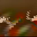 A Pair of Exquisite Sterling Silver-Gold Plated Inlaid White Jade Earrings