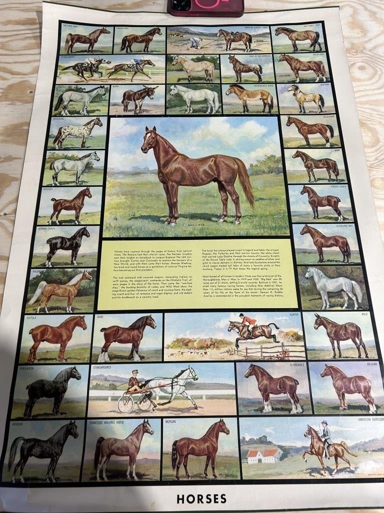 VINTAGE HORSE POSTER FT MAN O WAR: AS IS