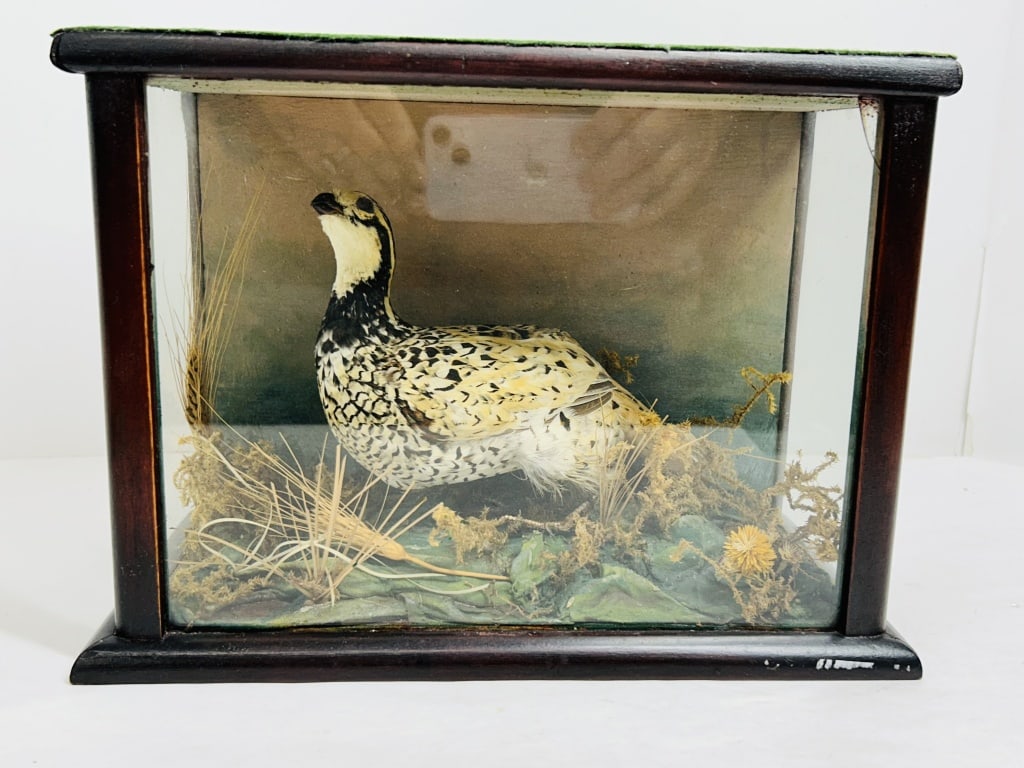 BLACK GROUSE TAXIDERMY VITRINE, C. 1920 (1 of 4)