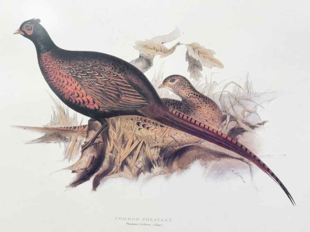 EDWARD LEAR COMMON PHEASANT LITHOGRAPH - 3