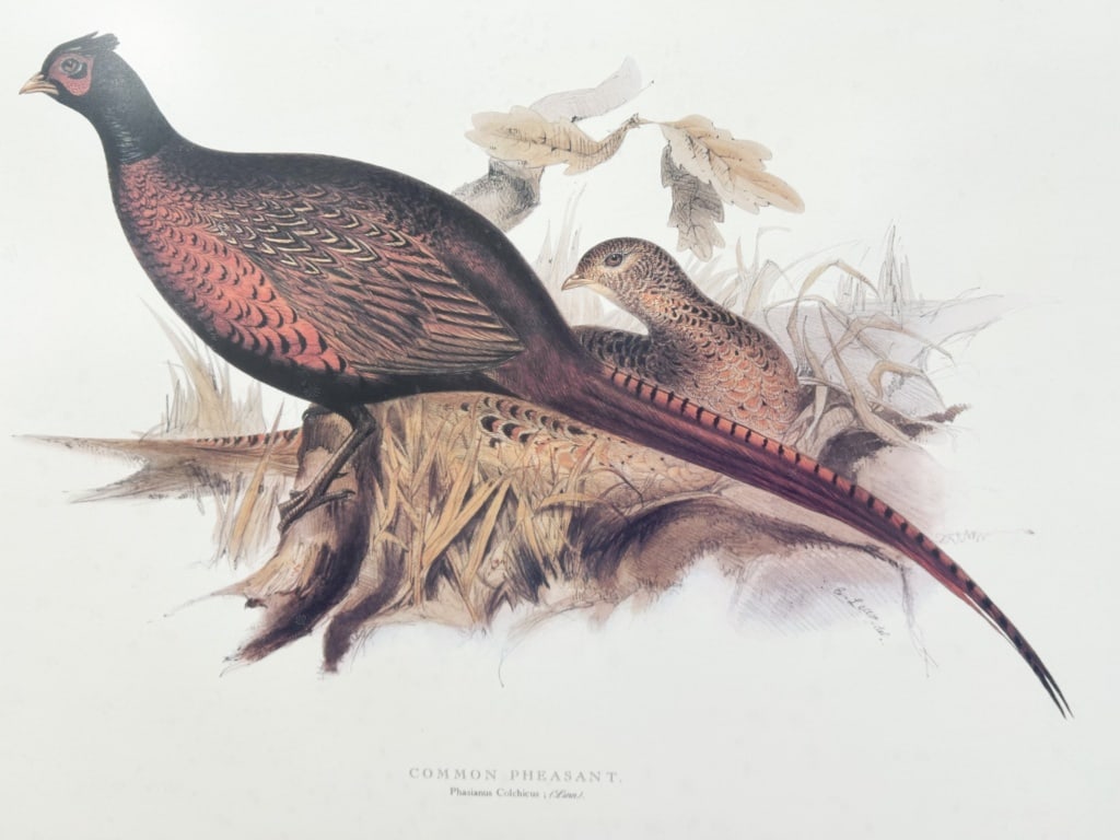 EDWARD LEAR COMMON PHEASANT LITHOGRAPH - 4