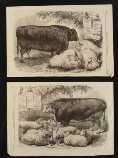 2 Antique Animal Prints Illustrated London News 1867: These two prints are from the British newspaper The Illustrated London News, portraying some prize animals. Titles: "The Smithfield Club Cattle Show" Date: Dec. 21, 1867 Details: Print on newspaper Sh