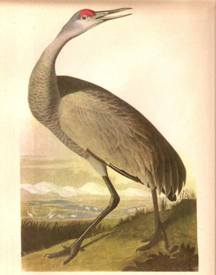 John James Audubon Circa 1946 ~ Sand Hill Crane: MATTED PRINT The Birds of America - John James Audubon Circa 1946 ~ Sand Hill Crane