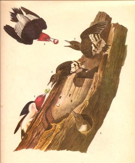 John James Audubon Circa 1946 ~ Red Headed Woodpecker: MATTED PRINT The Birds of America - John James Audubon Circa 1946 ~ Red Headed Woodpecker