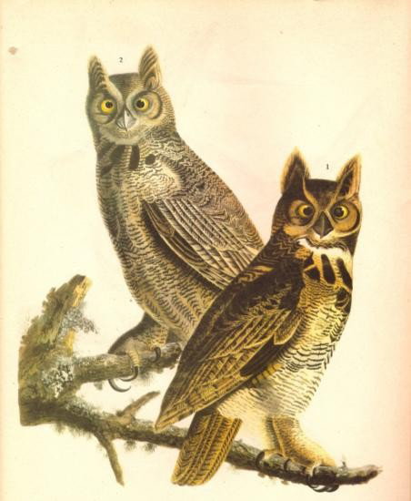 John James Audubon Circa 1946 ~ Great Horned Owl: MATTED PRINT The Birds of America - John James Audubon Circa 1946 ~ Great Horned Owl