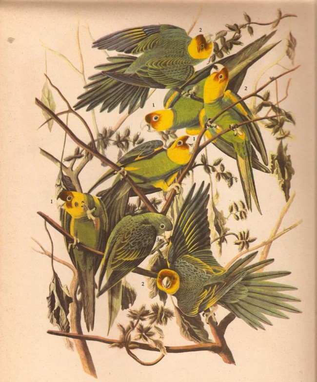 John James Audubon Circa 1946 ~ Carolina Parakeet: MATTED PRINT The Birds of America - John James Audubon Circa 1946 ~ Carolina Parakeet
