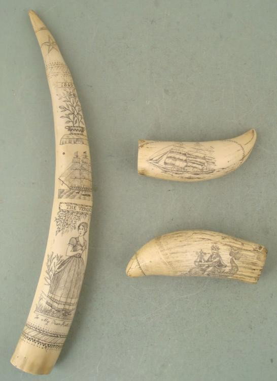 3 Replica Scrimshaw Tusks Bark Veronica, Cultivator: These 3 Replica Scrimshaw Tusks are synthetic cast resin, with impeccable detail and impressive realism. One is a 16" tusk from the Bark Veronica out of New Bedford Connecticut, with date of 1849. It 