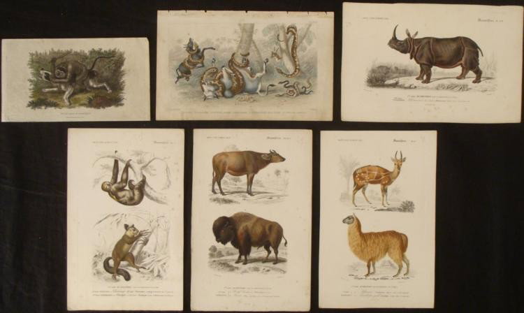 6 Antique Wildlife Book Plate Prints Rare Attacking: These six fantastically detailed book plate prints include two that are rather unusual for the dramatic scenes depicted. One 4 1/2 x 8 inch sheet print shows a monkey attacking a bull dog with a stick