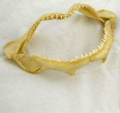 Shark Jaw: Shark Jaw 20th c