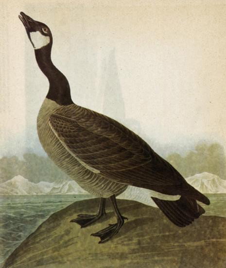 ~ Hutchinss Goose ~ The Birds of America - John James A: ~ Hutchinss Goose ~ The Birds of America - John James Audubon Circa 1946 MATTED PRINT