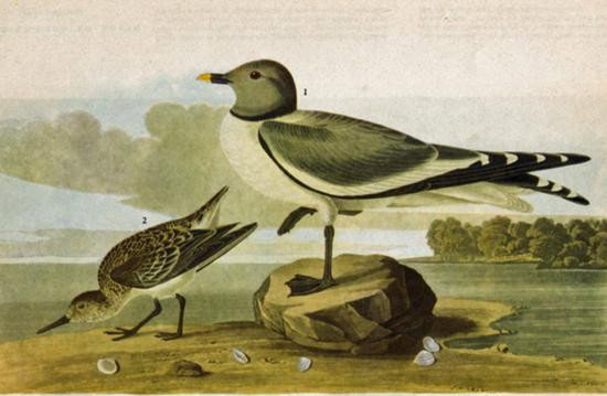 ~ SABINES GULL ~ The Birds of America - John James Audu: ~ SABINES GULL ~ The Birds of America - John James Audubon Circa 1946