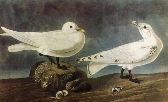 ~ IVORY GULL ~ The Birds of America - John James Audubo: ~ IVORY GULL ~ The Birds of America - John James Audubon Circa 1946 MATTED PRINT