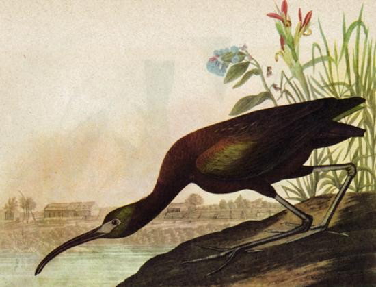 ~ GLOSSY IBIS ~ The Birds of America - John James Audub: ~ GLOSSY IBIS ~ The Birds of America - John James Audubon Circa 1946 MATTED PRINT