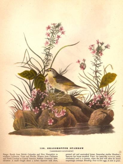 John James Audubon Circa 1946 ~ Grasshopper Sparrow: MATTED PRINT The Birds of America - John James Audubon Circa 1946 ~ Grasshopper Sparrow