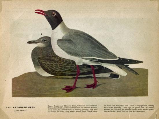 John James Audubon Circa 1946 LAUGHING GULL: John James Audubon Circa 1946 LAUGHING GULL MATTED PRINT The Birds of America MWF1857
