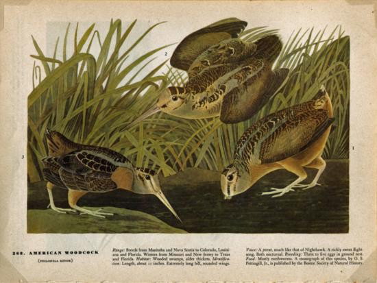 John James Audubon Circa 1946 AMERICAN WOOD COCK: John James Audubon Circa 1946 AMERICAN WOOD COCK MATTED PRINT The Birds of America, MWF1854