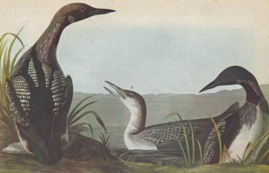 PACIFIC LOON MATTED PRINT John James Audubon Circa 1946: PACIFIC LOON MATTED PRINT John James Audubon Circa 1946, measures 14 x 11, mwf1944