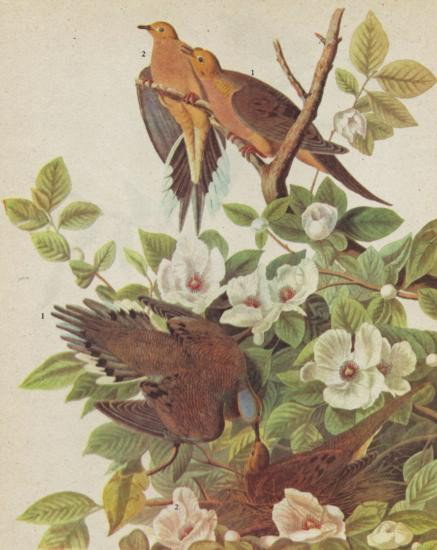 MOURNING DOVE MATTED PRINT John James Audubon Circa 194: MOURNING DOVE MATTED PRINT John James Audubon Circa 1946, measures 14 x 11, mwf1950