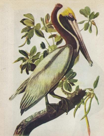BROWN PELICAN MATTED PRINT John James Audubon Circa 194: BROWN PELICAN MATTED PRINT John James Audubon Circa 1946, measures 14 x 11, mwf1951