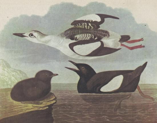 BLACK GUILLEMOT MATTED PRINT John James Audubon Circa 1: BLACK GUILLEMOT MATTED PRINT John James Audubon Circa 1946, measures 14 x 11, mwf1946