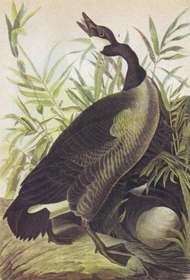 GANADA GOOSE MATTED PRINT John James Audubon Circa 1946: GANADA GOOSE MATTED PRINT John James Audubon Circa 1946, mwf1953
