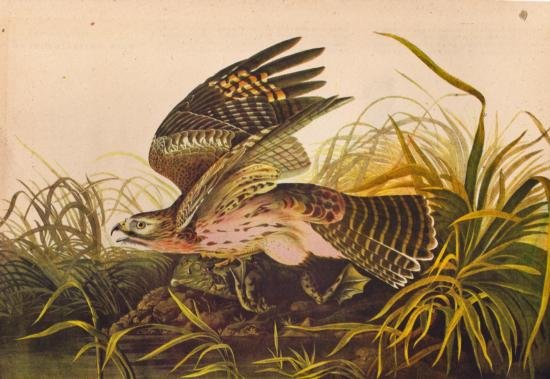 John James Audubon Circa 1946 ~ Red Shouldered Hawk: MATTED PRINT The Birds of America - John James Audubon Circa 1946 ~ Red Shouldered Hawk