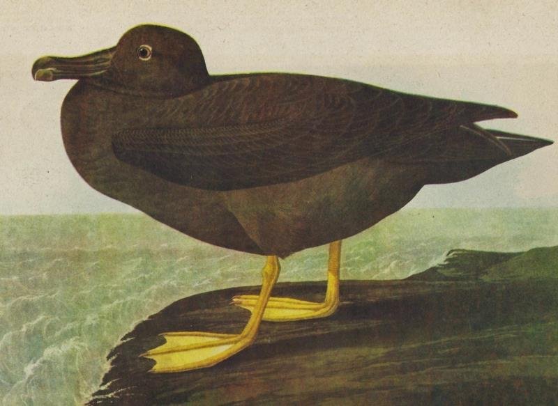 John James Audubon AMERICAN SOOTY ALBATROSS: John James Audubon Circa 1946 AMERICAN SOOTY ALBATROSS MATTED PRINT The Birds of America