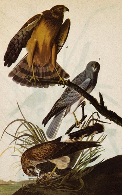 MARSH HAWK John James Audubon Print: ~ MARSH HAWK ~ FRAMED MATTED PRINT ~ 14 X 11 ~The Birds of America - John James Audubon Circa 1946