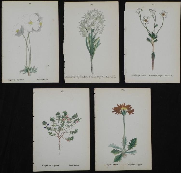 5 Antique Botanical Prints Flowers in Latin- German: These are 5 botanical prints depicting white, pink, and brown colored flowers. They are beautifully detailed originals from German books, and are in very good condition, with minor smudge spotting. Th
