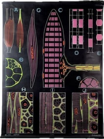 Vintage French 1949 Auzoux Botanical Educational Chart by P. Sougy