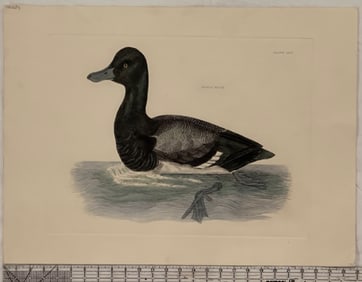 Antique Hand-Colored Engraving of Scaup Duck, Plate LXVI