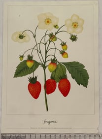 Vintage Botanical Print of Fragaria by Nima Hunter 1981