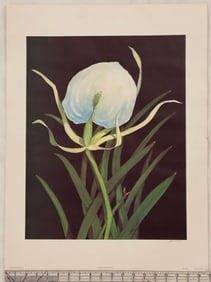 Vintage Botanical Print Signed by Robert White