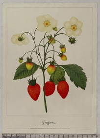 1981 Botanical Print 'Fragaria' by Nima Hunter