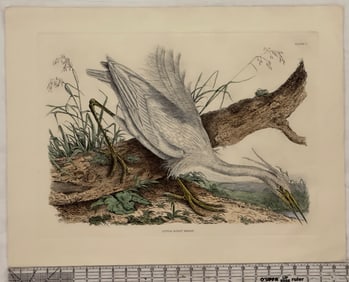 Antique Hand-Colored Lithograph Plate Print of Little Egret Heron