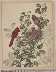 Vintage Botanical Print of Cardinals in Nest