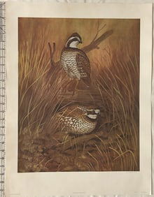 Vintage 1979 Art Print of Bobwhite Quail Signed by Robert White