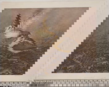 Wildlife Lithograph Print of Woodcocks by Robert White - Signed