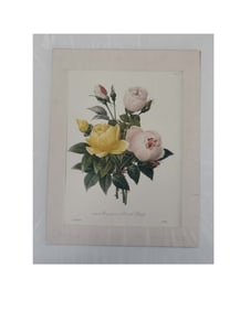 Rosa gallica and Rosa de Bengal - Pierre-Joseph Redoute, Hand-colored engraving