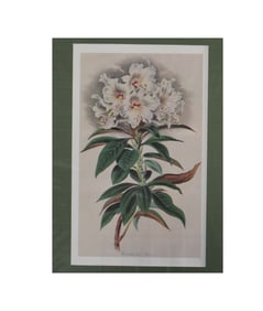 White Rhododendron - Unknown Artist, Lithograph