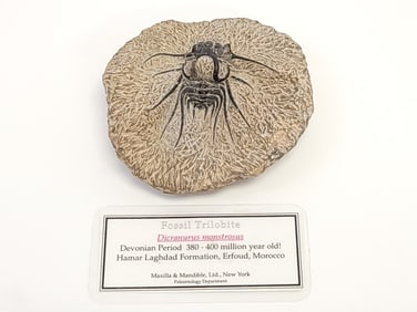 NATURAL DICRANURUS MONSTROSUS TRILOBYTE FOSSIL
