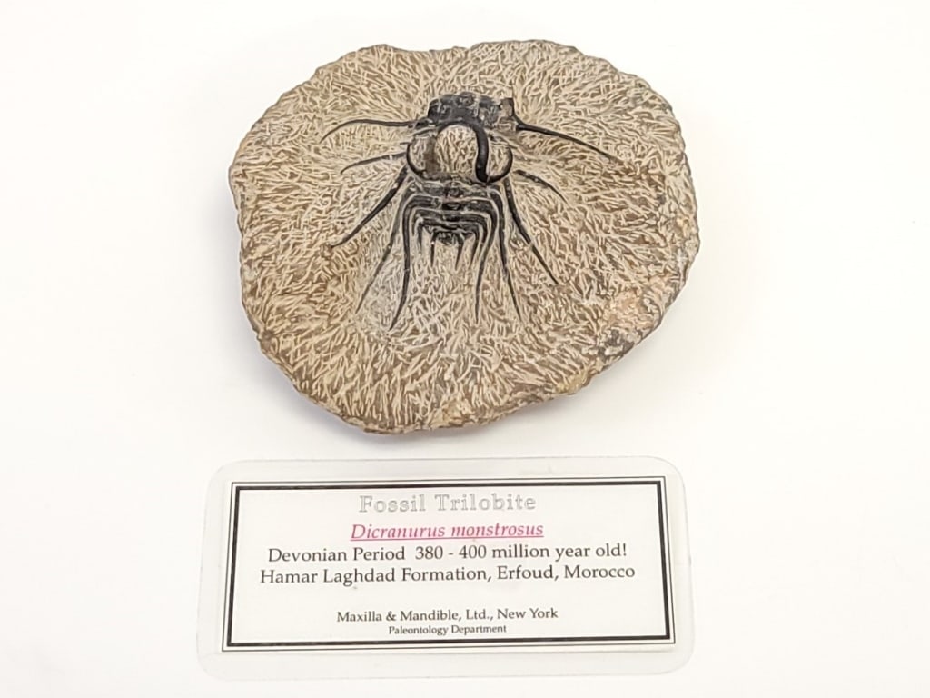 NATURAL DICRANURUS MONSTROSUS TRILOBYTE FOSSIL (1 of 11)